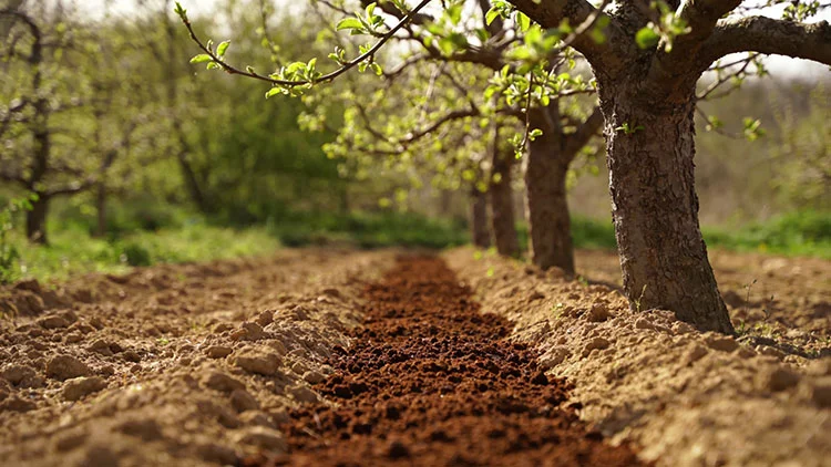 When-and-How-to-Apply-Fruit-Tree-Organic-Fertilizer-Effectively