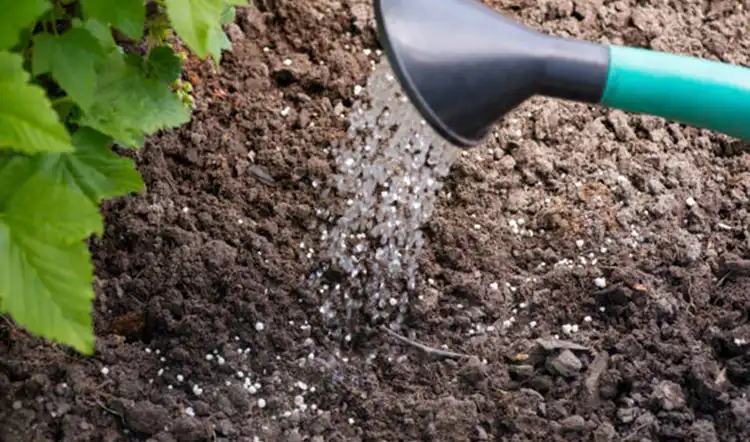 Comparison-of-Micronutrient-Fertilizer-Types-and-Application-Methods