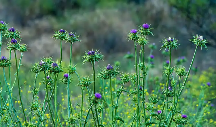 Silybum-marianum-Specialized-Organic-Fertilizer