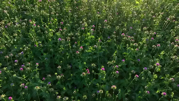 Silybum-marianum-Fertilization