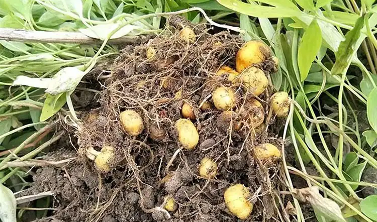 Gastrodia-Specialized-Fertilizer-and-Its-Benefits