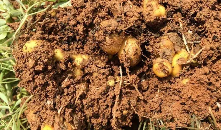 Gastrodia-Specialized-Fertilizer