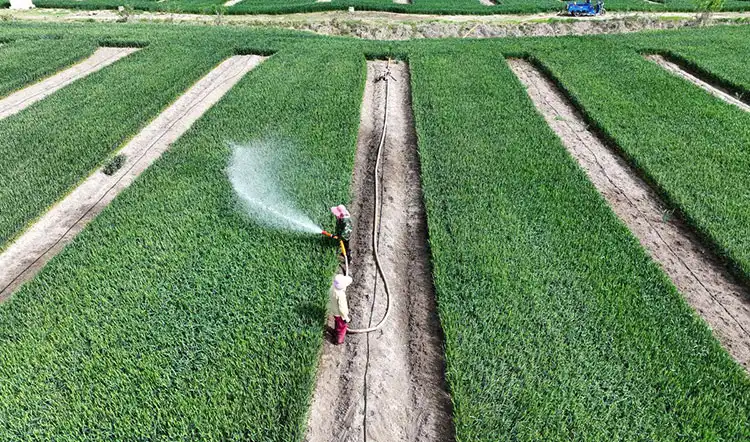 Micronutrients-and-Water-Soluble-Fertilizers Micronutrients-and-Water-Soluble-Fertilizers