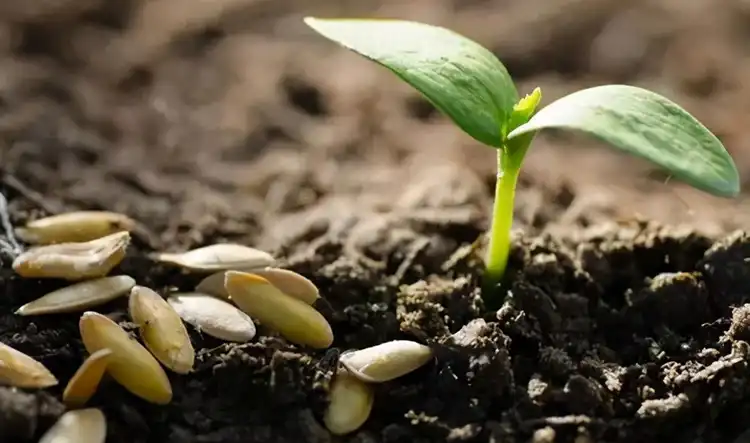 Application-Best-Practices-and-Homemade-Organic-Fertilizer-Options Application-Best-Practices-and-Homemade-Organic-Fertilizer-Options