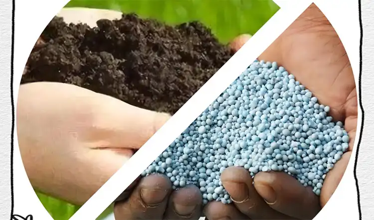 Comparing-Organic-vs.-Synthetic-Fertilizers-for-Fruit-Trees