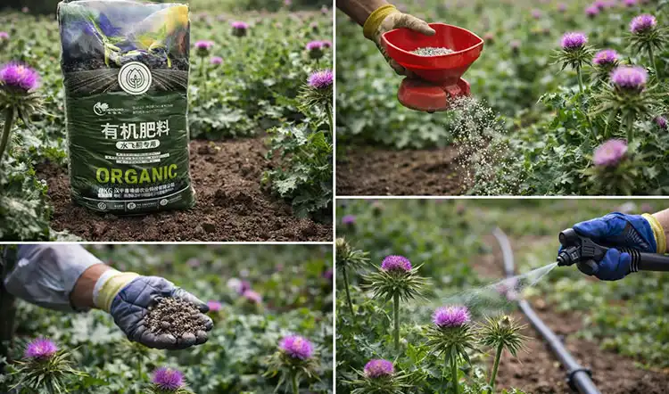How-to-Use-Milk-Thistle-Specialized-Fertilizer-Effectively How-to-Use-Milk-Thistle-Specialized-Fertilizer-Effectively