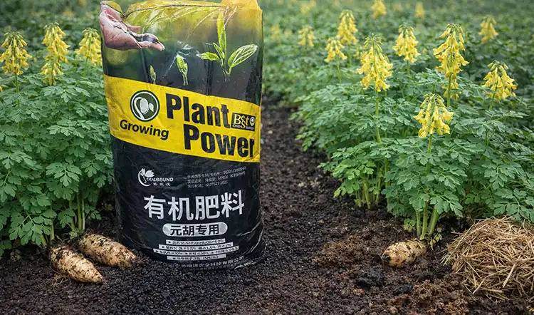 Sciground's-Cordydalis-Tuber-Specialized-Organic-Fertilizer-Advantages