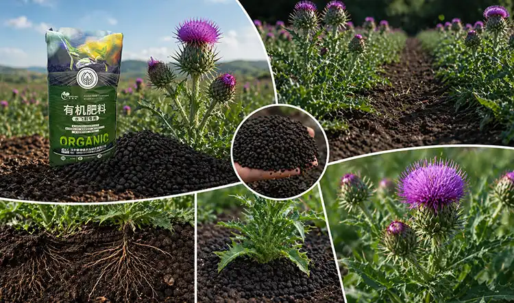 Key-Benefits-and-Effects-of-Organic-Fertilizer-on-Thistle Key-Benefits-and-Effects-of-Organic-Fertilizer-on-Thistle
