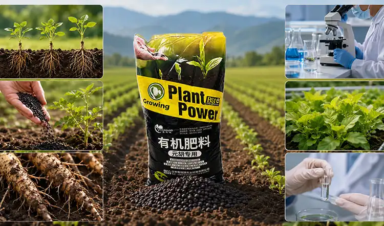 Key-Criteria-to-Evaluate-When-Choosing-Cordydalis-Tuber-Organic-Fertilizer Key-Criteria-to-Evaluate-When-Choosing-Cordydalis-Tuber-Organic-Fertilizer