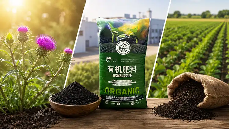 Silybum-marianum-Organic-vs.-Other-Fertilizers Silybum-marianum-Organic-vs.-Other-Fertilizers