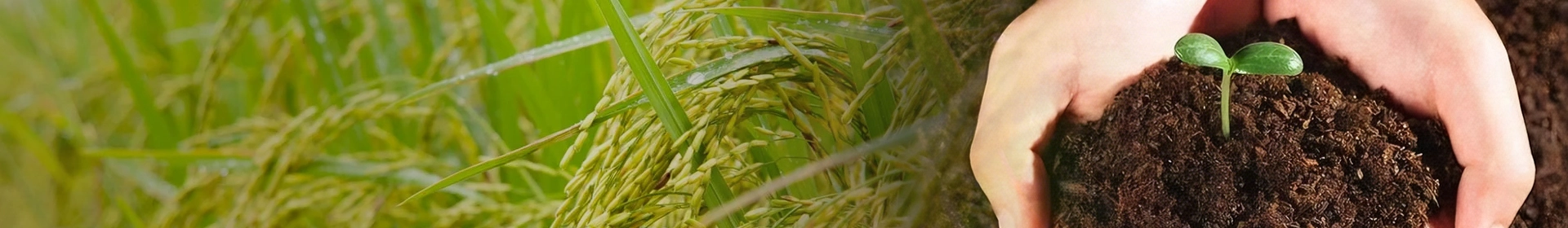 Scigrounds produkter er 100 % bioorganisk gjødsel.
