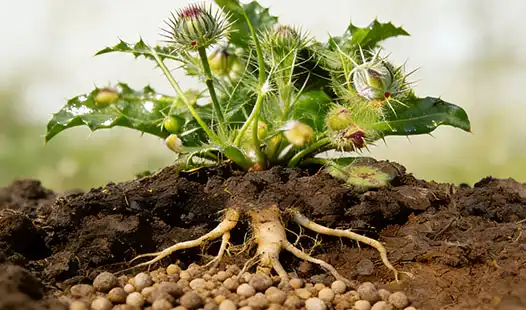 What Fertilizer is Best for Milk Thistle Plants?