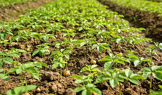 How Do You Fertilize Gastrodia Plants for Better Yield?