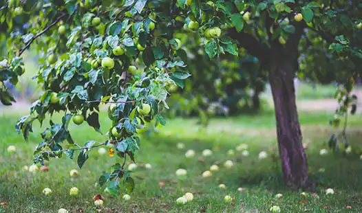 How to Choose the Right Organic Fertilizer for Your Fruit Trees？