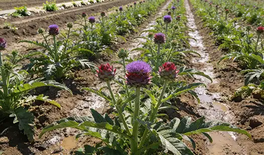 How to Improve Milk Thistle Yield with Specialized Fertilizer？