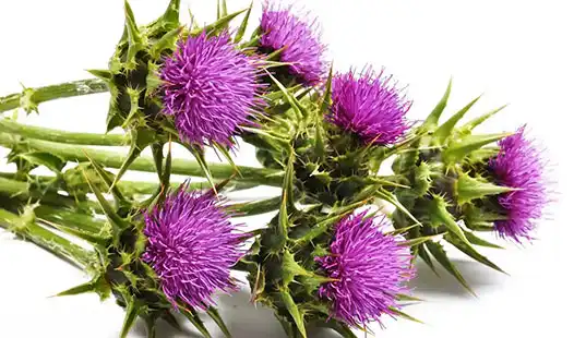 What Makes Silybum marianum Specialized Organic Fertilizer Effective?