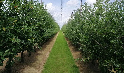 What Is the Best Organic Fertilizer for Fruit Trees?