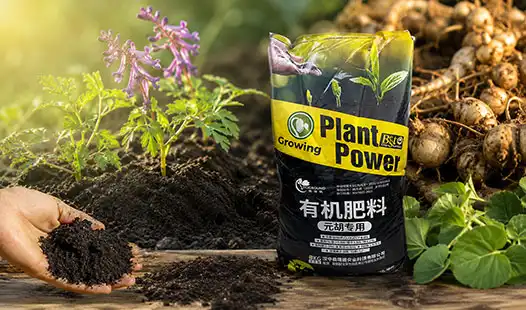 How to Maximize Results with Cordydalis tuber Specialized Organic Fertilizer