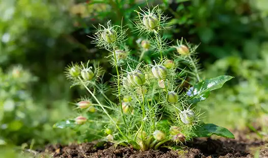 Can Milk Thistle Fertilizer Help Prevent Diseases in Plants?