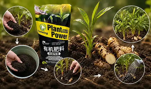 How to Apply Gastrodia Specialized Fertilizer for Maximum Effect?
