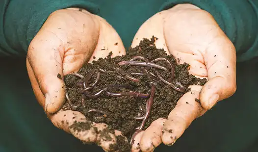 Can Organic Fertilizer Improve Water Retention in Soil?
