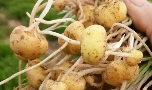 Best Practices for Using Gastrodia Specialized Fertilizer