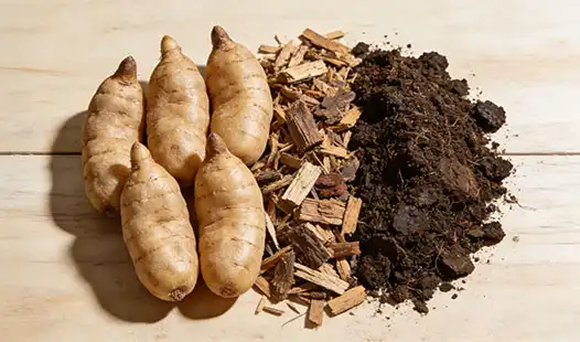 What Fertilizer is Best for Gastrodia (Gastrodia elata)?