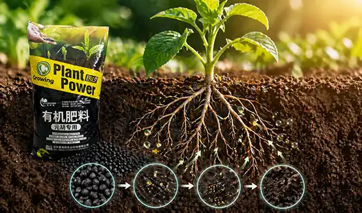 How Does Cordydalis Tuber Organic Fertilizer Work in Soil?