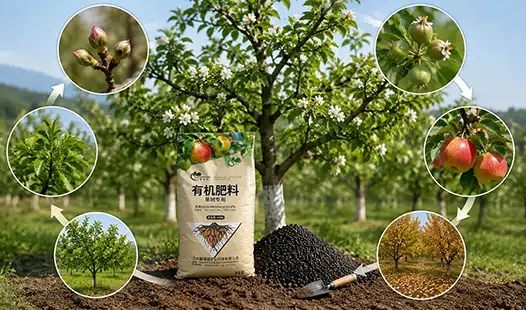 When Is the Best Time to Use Fruit Tree Fertilizer?