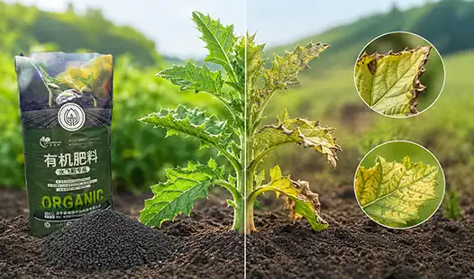 Can Silybum marianum Specialized Organic Fertilizer Prevent Nutrient Deficiency?