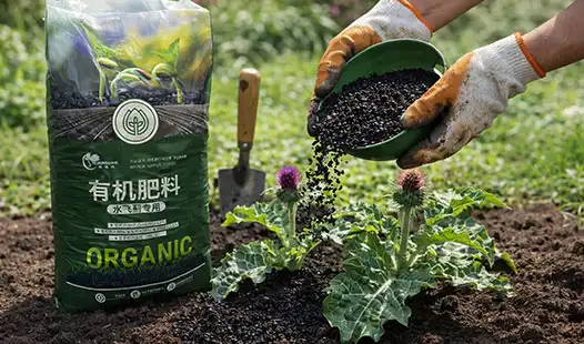 How to Apply Silybum marianum Specialized Organic Fertilizer