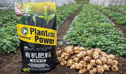 Premium Cordydalis Tuber Organic Fertilizer for Growers