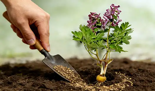 How to Apply Cordydalis Tuber Specialized Organic Fertilizer？