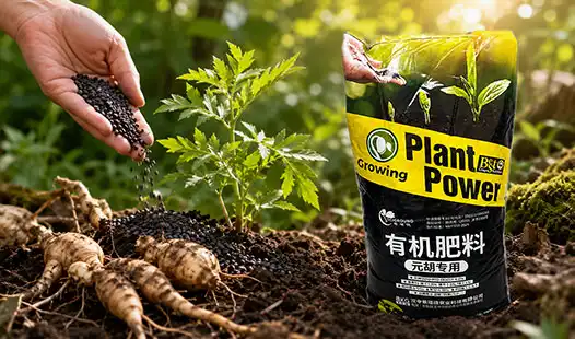 How to Choose the Best Cordydalis Tuber Organic Fertilizer?