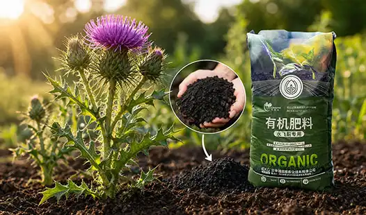 Why Organic Fertilizer Is a Smart Choice for Thistle Growth?