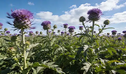 Why Is Milk Thistle Fertilizer Essential for Healthy Growth?