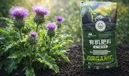 Milk Thistle Organic Fertilizer: Boost Silymarin Content?